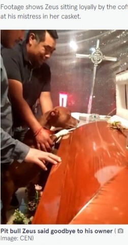 棺を覗き亡き飼い主の匂いを嗅ぐ犬に 死を悟った 悲しみが分かっている の声 メキシコ 動画あり ニコニコニュース