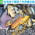 誰かが水路に放した? アフリカ“熱帯魚”が住宅街で大量発生…外来種問題に専門家警鐘