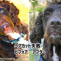 落ち着きのない犬のヘアカットビフォア・アフター