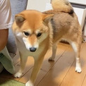 お姉ちゃんの新居に行けないと分かった柴犬、落ち込んで……　お尻で語るいじけ方が切ないけどかわいい