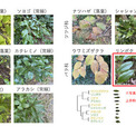 【疑問】越冬する常緑樹と落葉樹が共存できるわけ