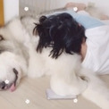 モッフモフの大型犬と娘が「すやぁ……」　大きなワンコに包まれ、添い寝する光景に「幸せな時間」の声