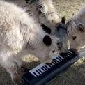 ピアノに興味津々の牛たちが、演奏し始めて……　4頭が奏でる自由なメロディーがほほえましい　【米】