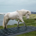 休暇中のメールを馬が代筆するサービス　アイスランド観光サイトが提供　巨大キーボードでタイプする姿がかわいい