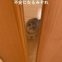 いつだって飼い主の姿を確認したい子猫　ドアの向こうから首をかしげてのぞく姿に「ヤバいかわいいw」と反響