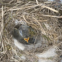 ボンネットの下でひな鳥さんぴよぴよ　2カ月放置していた愛車にセキレイの巣「こんなことってあるぅ!?」とオーナー驚愕