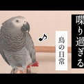 「喋り過ぎる鳥と暮らすとこうなる」　インコと飼い主のハチャメチャな掛け合いが賢くて面白いと話題に