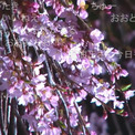 日本三大桜・福島の“滝桜”は言葉を失うほどの美しさだった！ ニコニコバスツアー〈三春編〉で、「春のグルメ」と「絶景」を味わう極上旅をレポート