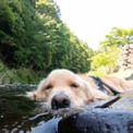 犬の川涼み「お浸かり」今年も始まる　ひや～っとして気持ちいいワン