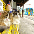 「ネコですが、立派な社員」　3匹の“役職ネコ”が、会津鉄道に与えたチャンス