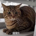 猫「もう大丈夫？」　火災報知器点検の音に驚く猫たち、飼い主を頼って甘える姿がほほえましくてかわいい