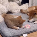 【人気動物YouTuberインタビュー】ケンカ（？）するほど仲が良い!?　心の距離が近づく柴犬兄妹にジーンとする