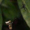 交尾後にメスの生殖器を破壊する…自分の子孫だけを残そうとするギンメッキゴミグモの驚きの生態