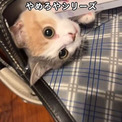 ランドセルで遊ぶ猫ちゃんに、困ってしまう息子　かわいい攻防戦に「一緒に行きたいんだね」「全て許しちゃう！」の声