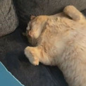 猫が体中の力を抜いて「ぐぅ……」　いびきをかいて眠っている様子がおじさんみたいでかわいらしい　【米】