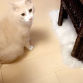 飼い主「おやついる？」と聞いた瞬間→猫「ニャッ！」　ラグの下からから飛び出してくる猫がかわいい　【カナダ】