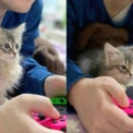 どうぶつの森かホラゲか　見るゲームで表情が変わってしまう猫ちゃん