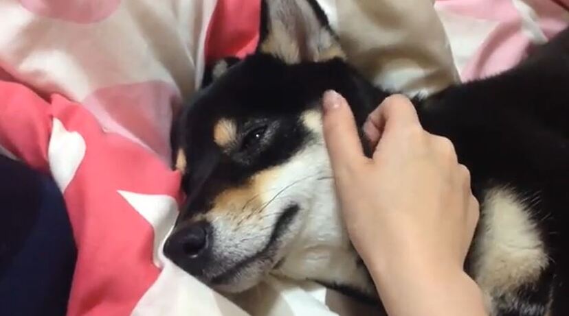 柴犬 一瞬で寝落ち 飼い主さんの超絶テクでスッと白目になった黒柴に 堕ちたな かわいい の声 ニコニコニュース