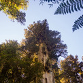 縄文時代から生きとったんかい！チリの樹木が樹齢5484年と推定される。世界最高樹齢の可能性