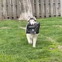 飼い主のカバンを持ってきてくれたハスキー犬、くるっと引き返して……　まさかの行動に飼い主「ノ～!!!」【米】