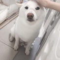 なでなでされるのが好きすぎて……撫でやすいようアザラシになる柴犬