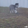 犬「ひゃっほぃ!!!!!!」　スプリンクラーの水で、ビチョビチョになって全力で遊ぶ姿がかわいい　【米】