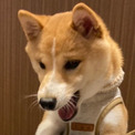 柴犬「わあぁぁぁぁぁー！（喜）」　ドッグカフェ初参戦のワンコ、犬専用メニューを前にキラキラ笑顔がまぶしい