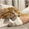 枕になりたい……　とろけるように眠る猫が可愛すぎる