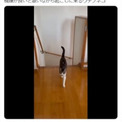 スマップの「ありがとう」？　歌いながら起こしに来る猫