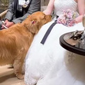 「ステキな披露宴」「ワンコが絆を深めてくれそう」　飼い主夫妻の結婚式、甘える愛犬も一緒に幸せな空間を作り出す