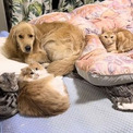 「寝ようと寝室に行ったら、動物たちに占領されていた件」　犬猫たちにお布団を陣取られる光景がうらやましい