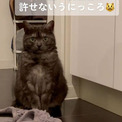 飼い主の長風呂が許せない猫、無言で見つめてきて……　微動だにしない姿に「無言の圧がすごい」「トトロみたいw」の声