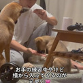 お手を練習中の子犬、すると姉ワンコが横から……　「はい、できまーす！」と乱入する姿がいとおしい