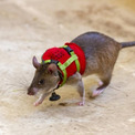 マイクのついたリュックを背負って、生存者の声を伝える救助用ネズミが訓練されている