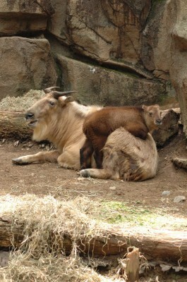 可愛い姿に癒される 多摩動物公園で動物の赤ちゃんを公開中 ニコニコニュース 可愛い姿に癒される 多摩動物公園で動物の赤ちゃんを公開中 ニコニコニュース