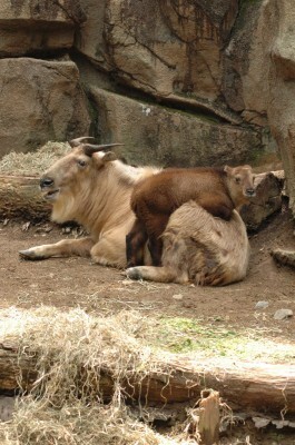 可愛い姿に癒される 多摩動物公園で動物の赤ちゃんを公開中 ニコニコニュース