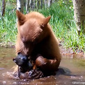 孤児の子グマにお友達ができた、拾ったクマのおもちゃと一緒に水浴びしている姿がとらえられる