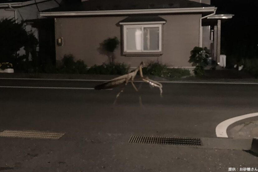 突如街中に現れた 巨大生物 が話題に 本当にいたら絶対怖い ニコニコニュース