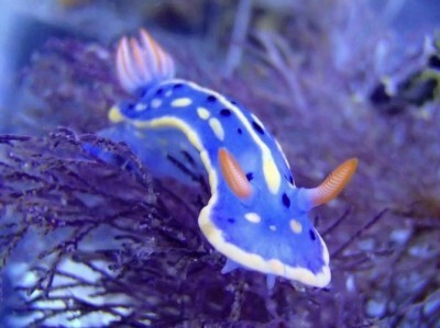 ちょっとフシギでカラフルな海の生き物 海の宝石 ウミウシ展 開催 ニコニコニュース