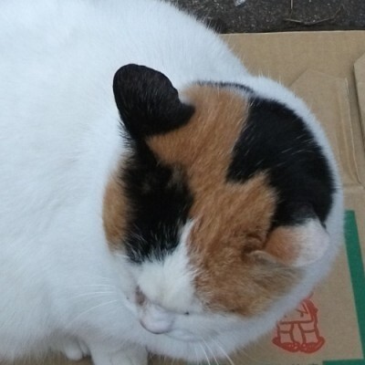 猫がしきりに頭を振っている 一体どうしたの 黒い耳垢がついていたら耳ダニかも ニコニコニュース 猫がしきりに頭を振っている 一体どうしたの 黒い耳垢がついていたら耳ダニかも ニコニコニュース