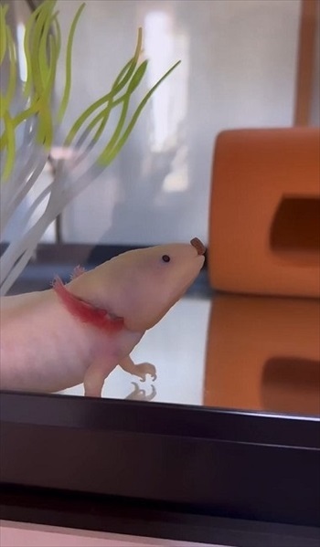ゴハンを食べるウーパールーパーの 神業 に称賛とツッコミの嵐 なんて器用な 遊んでないで食べなさーい ニコニコニュース ゴハンを食べるウーパールーパーの 神業 に称賛とツッコミの嵐 なんて器用な 遊んでないで食べなさーい ニコニコニュース