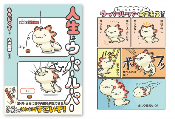 ウーパールーパーの生態に迫る！シュールでクスっと笑えるイラストが