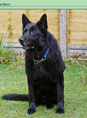 飼い主求む ハリポタ でシリウス ブラックが変身するシェパード犬がホームレスに ニコニコニュース