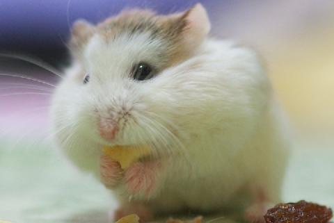 ハムスター釣り は動物虐待 夏祭りにあらわれた珍しい 露店 をどう考えるべきか ニコニコニュース ハムスター釣り は動物虐待 夏祭りにあらわれた珍しい 露店 をどう考えるべきか ニコニコニュース