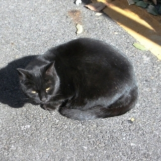 猫の性格は 毛色 で決まる 黒猫 甘えん坊で人懐っこい 耳の中だけ白 ツンデレ ニコニコニュース