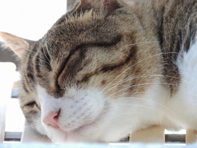 ネコのゴロゴロに関する話 ニコニコニュース ネコのゴロゴロに関する話 ニコニコニュース