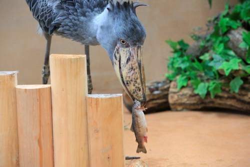 怪鳥ハシビロコウが関西初登場 神戸どうぶつ王国で屋外展示スタート ニコニコニュース