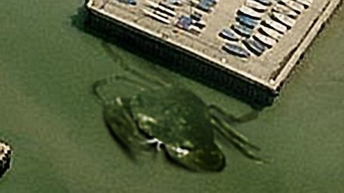 ゴジラ級の未確認生物 巨大カニ が航空写真で撮影される イギリス ニコニコニュース