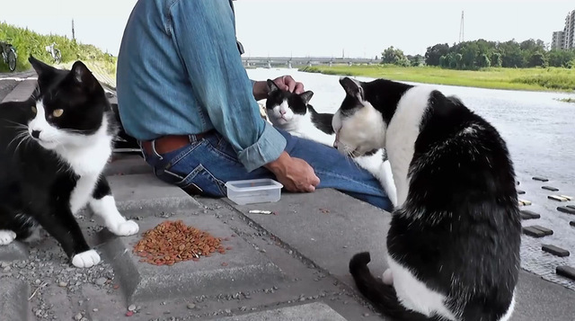 猫 ニコニコ動画で大人気の ネコ動画主 鉄板動画4選 ニコニコニュース 猫 ニコニコ動画で大人気の ネコ動画主 鉄板動画4選 ニコニコニュース