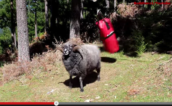 サンドバッグを完膚なきまでに叩きのめす羊の動画が話題 ニコニコニュース